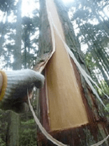 The trees are peeled, then die while still standing...