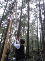 then left to dry for a half a year before being felled...